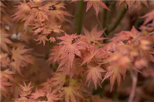 Acer palmatum 'Phoenix' - Fächerahorn 'Phoenix'