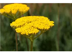 Achillea filipendulina - Hohe Gold-Garbe Achillea filipendulina - Hohe Gold-Garbe