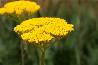 Achillea filipendulina - Hohe Gold-Garbe Achillea filipendulina - Hohe Gold-Garbe