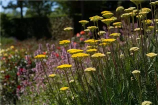 Achillea filipendulina - Hohe Gold-Garbe Achillea filipendulina - Hohe Gold-Garbe