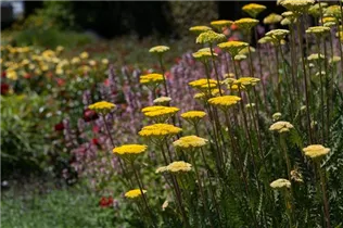 Achillea filipendulina - Hohe Gold-Garbe Achillea filipendulina - Hohe Gold-Garbe