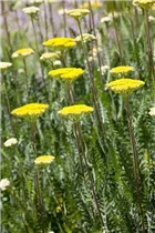 Achillea filipendulina - Hohe Gold-Garbe Achillea filipendulina - Hohe Gold-Garbe