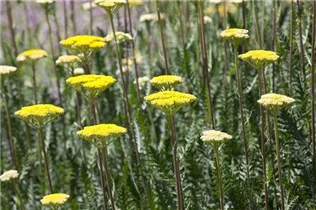 Achillea filipendulina - Hohe Gold-Garbe Achillea filipendulina - Hohe Gold-Garbe