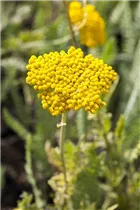 Achillea filipendulina - Hohe Gold-Garbe Achillea filipendulina - Hohe Gold-Garbe