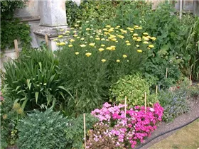 Achillea filipendulina - Hohe Gold-Garbe Achillea filipendulina - Hohe Gold-Garbe