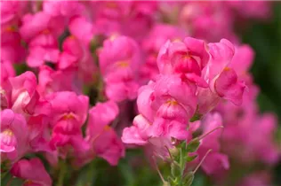 Antirrhinum majus - Garten-Löwenmaul