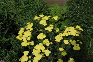 Achillea filipendulina - Hohe Gold-Garbe Achillea filipendulina - Hohe Gold-Garbe