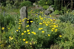 Achillea filipendulina - Hohe Gold-Garbe Achillea filipendulina - Hohe Gold-Garbe