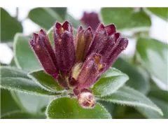 Aeschynanthus speciosus 'Mona Lisa' - Schamblume 'Mona Lisa' Aeschynanthus speciosus 'Mona Lisa' - Schamblume 'Mona Lisa'
