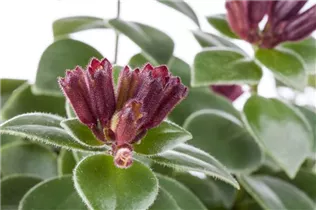 Aeschynanthus speciosus 'Mona Lisa' - Schamblume 'Mona Lisa' Aeschynanthus speciosus 'Mona Lisa' - Schamblume 'Mona Lisa'