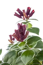 Aeschynanthus speciosus 'Mona Lisa' - Schamblume 'Mona Lisa' Aeschynanthus speciosus 'Mona Lisa' - Schamblume 'Mona Lisa'