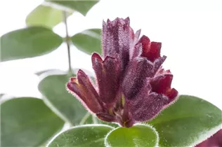 Aeschynanthus speciosus 'Mona Lisa' - Schamblume 'Mona Lisa' Aeschynanthus speciosus 'Mona Lisa' - Schamblume 'Mona Lisa'