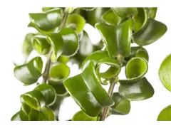 Aeschynanthus 'Twister' - Schamblume Aeschynanthus 'Twister' - Schamblume