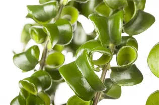 Aeschynanthus 'Twister' - Schamblume Aeschynanthus 'Twister' - Schamblume