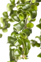 Aeschynanthus 'Twister' - Schamblume Aeschynanthus 'Twister' - Schamblume