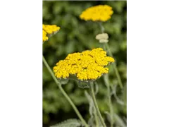 Achillea filipendulina 'Coronation Gold' - Hohe Garten-Gold-Garbe 'Coronation Gold' Achillea filipendulina 'Coronation Gold' - Hohe Garten-Gold-Garbe 'Coronation Gold'