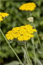 Achillea filipendulina 'Coronation Gold' - Hohe Garten-Gold-Garbe 'Coronation Gold' Achillea filipendulina 'Coronation Gold' - Hohe Garten-Gold-Garbe 'Coronation Gold'