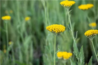 Achillea filipendulina 'Coronation Gold' - Hohe Garten-Gold-Garbe 'Coronation Gold' Achillea filipendulina 'Coronation Gold' - Hohe Garten-Gold-Garbe 'Coronation Gold'