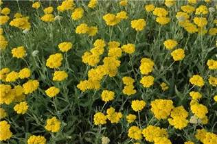 Achillea filipendulina 'Coronation Gold' - Hohe Garten-Gold-Garbe 'Coronation Gold' Achillea filipendulina 'Coronation Gold' - Hohe Garten-Gold-Garbe 'Coronation Gold'