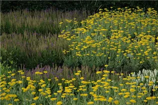 Achillea filipendulina 'Coronation Gold' - Hohe Garten-Gold-Garbe 'Coronation Gold' Achillea filipendulina 'Coronation Gold' - Hohe Garten-Gold-Garbe 'Coronation Gold'