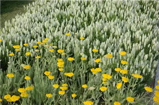 Achillea filipendulina 'Coronation Gold' - Hohe Garten-Gold-Garbe 'Coronation Gold' Achillea filipendulina 'Coronation Gold' - Hohe Garten-Gold-Garbe 'Coronation Gold'