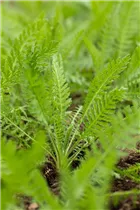 Achillea filipendulina 'Coronation Gold' - Hohe Garten-Gold-Garbe 'Coronation Gold' Achillea filipendulina 'Coronation Gold' - Hohe Garten-Gold-Garbe 'Coronation Gold'