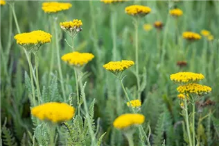 Achillea filipendulina 'Coronation Gold' - Hohe Garten-Gold-Garbe 'Coronation Gold' Achillea filipendulina 'Coronation Gold' - Hohe Garten-Gold-Garbe 'Coronation Gold'