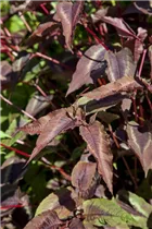 Aconogonon microcephala 'Red Dragon' - Kleinköpfiger Knöterich 'Red Dragon'