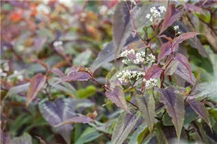 Aconogonon microcephala 'Red Dragon' - Kleinköpfiger Knöterich 'Red Dragon'