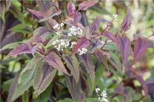 Aconogonon microcephala 'Red Dragon' - Kleinköpfiger Knöterich 'Red Dragon'