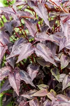 Aconogonon microcephala 'Red Dragon' - Kleinköpfiger Knöterich 'Red Dragon'