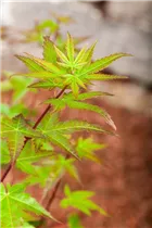 Acer palmatum 'Red Wine' - Fächerahorn 'Red Wine'