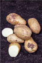  - Solanum tuberosum