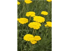 Achillea filipendulina 'Parker' - Hohe Garten-Gold-Garbe 'Parker' Achillea filipendulina 'Parker' - Hohe Garten-Gold-Garbe 'Parker'