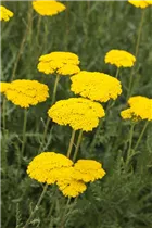Achillea filipendulina 'Parker' - Hohe Garten-Gold-Garbe 'Parker'