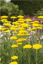 Achillea filipendulina 'Parker' - Hohe Garten-Gold-Garbe 'Parker'