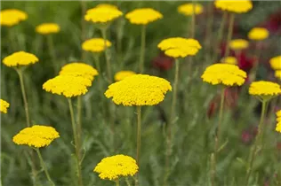 Achillea filipendulina 'Parker' - Hohe Garten-Gold-Garbe 'Parker'