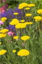 Achillea filipendulina 'Parker' - Hohe Garten-Gold-Garbe 'Parker'