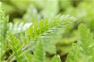 Achillea filipendulina 'Parker' - Hohe Garten-Gold-Garbe 'Parker'