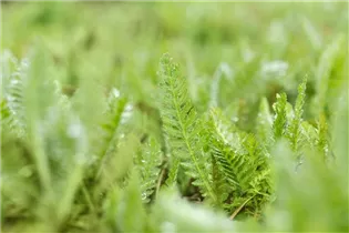 Achillea filipendulina 'Parker' - Hohe Garten-Gold-Garbe 'Parker'