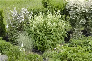Aconogonon speciosum - Garten-Bergknöterich