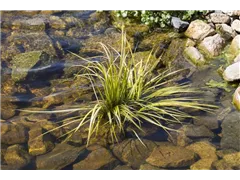 Acorus gramineus - Grasartiger Kalmus Acorus gramineus - Grasartiger Kalmus