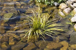 Acorus gramineus - Grasartiger Kalmus Acorus gramineus - Grasartiger Kalmus