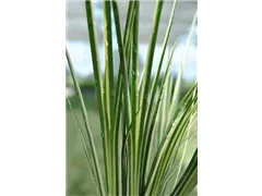 Acorus gramineus 'Variegatus' - Grasartiger Garten-Kalmus 'Variegatus' Acorus gramineus 'Variegatus' - Grasartiger Garten-Kalmus 'Variegatus'