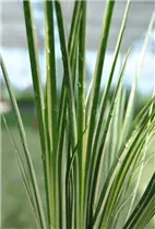 Acorus gramineus - Grasartiger Kalmus Acorus gramineus - Grasartiger Kalmus