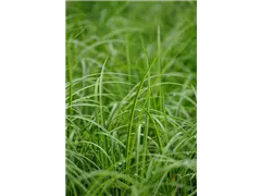 Acorus gramineus 'Ogon' - Grasartiger Garten-Kalmus 'Ogon' Acorus gramineus 'Ogon' - Grasartiger Garten-Kalmus 'Ogon'