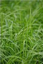 Acorus gramineus 'Ogon' - Grasartiger Garten-Kalmus 'Ogon' Acorus gramineus 'Ogon' - Grasartiger Garten-Kalmus 'Ogon'