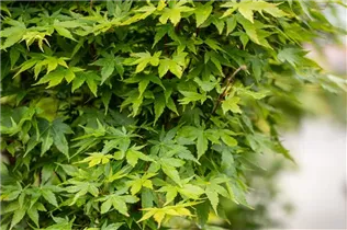 Acer palmatum 'Sangokaku' - Fächerahorn 'Sangokaku' Acer palmatum 'Sangokaku' - Fächerahorn 'Sangokaku'