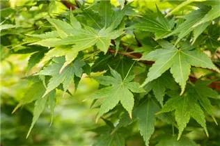 Acer palmatum 'Sangokaku' - Fächerahorn 'Sangokaku' Acer palmatum 'Sangokaku' - Fächerahorn 'Sangokaku'