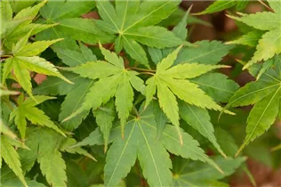 Acer palmatum 'Sangokaku' - Fächerahorn 'Sangokaku' Acer palmatum 'Sangokaku' - Fächerahorn 'Sangokaku'